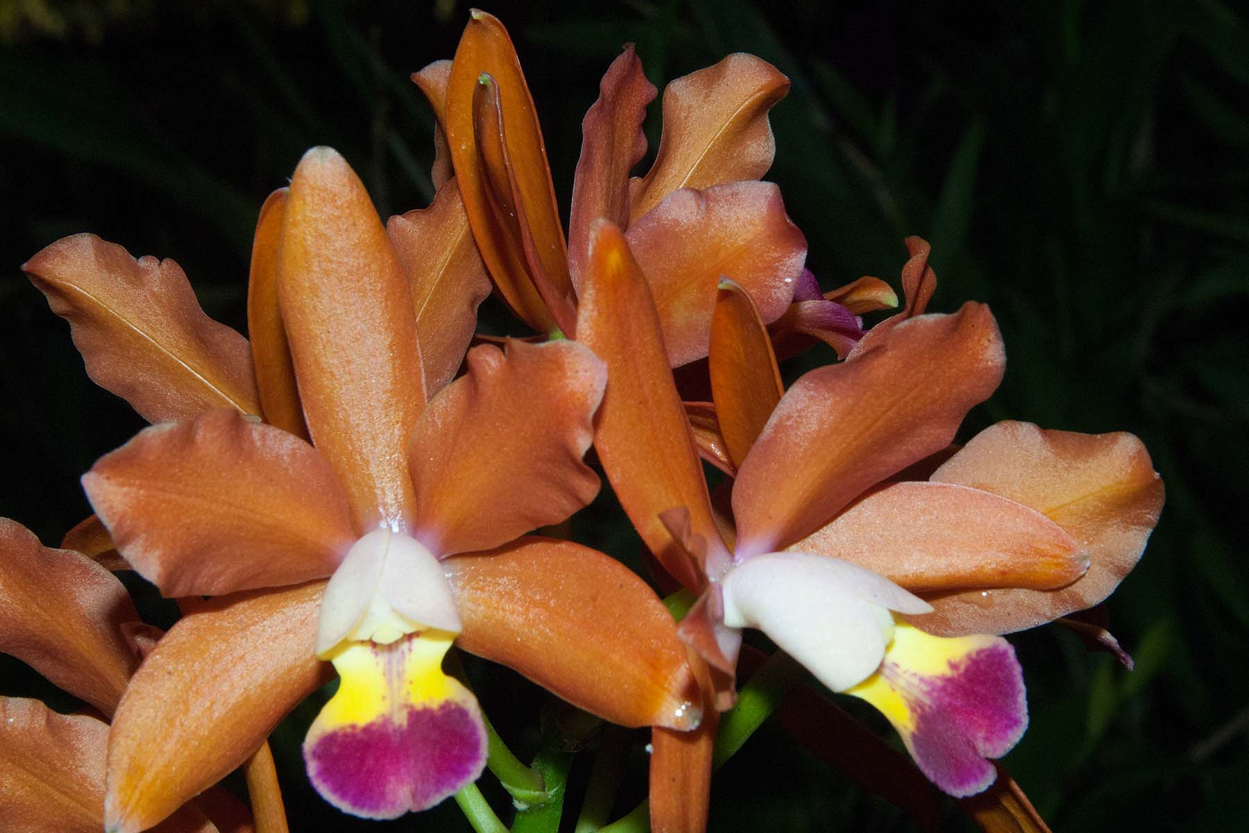 Austin Creek Orchids Cattleya Alliance Hybrids