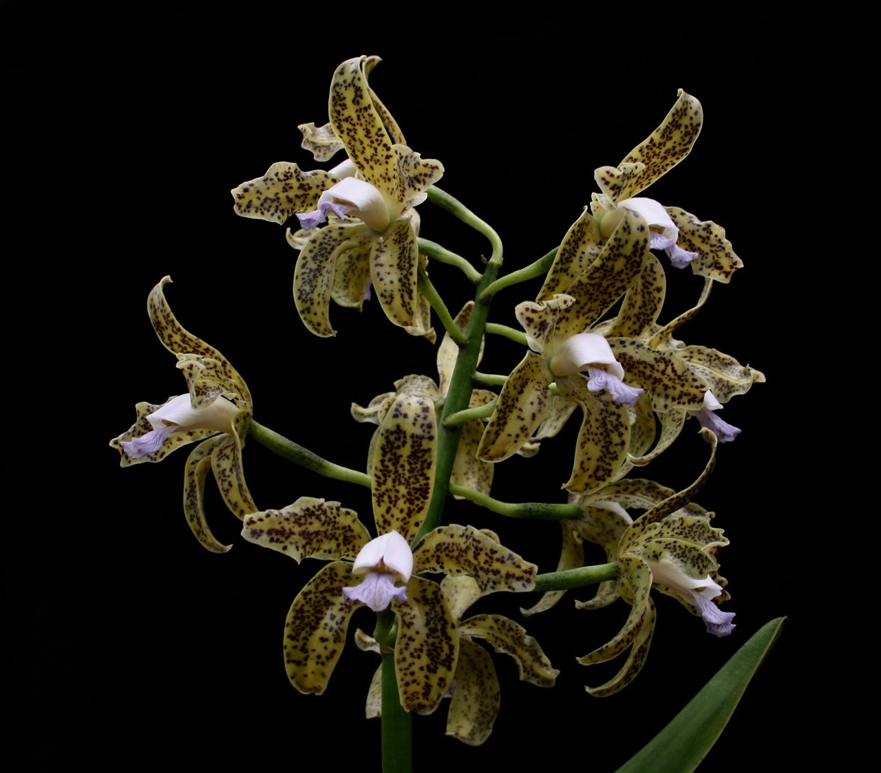 Austin Creek Orchids Cattleya Alliance Species